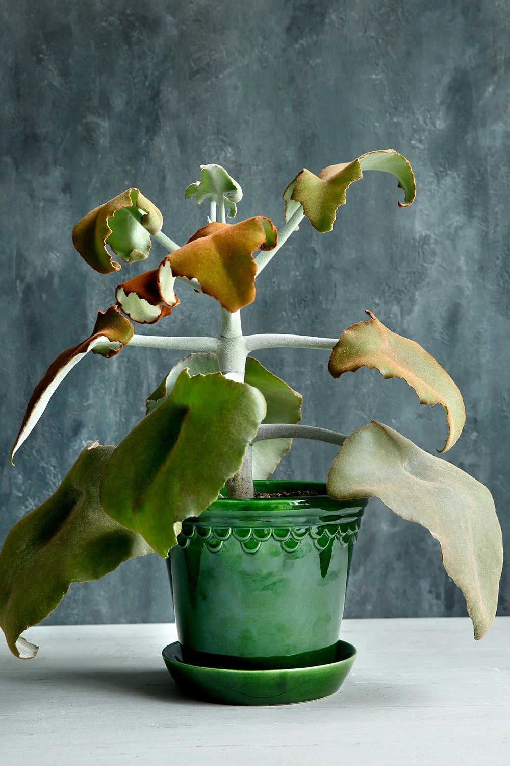 Bergs Potter Copenhagen Topf Grün, 14 Cm 8 Bergs Potter Copenhagen Topf Grün, 14 Cm – Bild 6