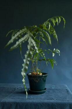 Bergs Potter Copenhagen Topf Blau, Ø10 Cm -Heimdekoration Rabatt bergs potter copenhagen topf mit unterteller blau 4