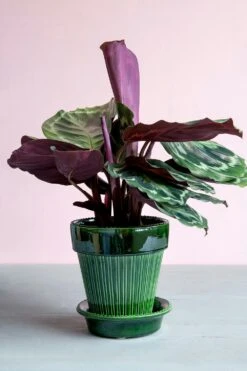 Bergs Potter Simona Pot Green, 14 Cm 11 Bergs Potter Simona Pot Green, 14 Cm -Heimdekoration Rabatt bergs potter simona pot green 7