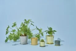 Hay Botanical Family Topfuntersetzer XL, Off-White -Heimdekoration Rabatt hay botanical family topfuntersetzer xl 2