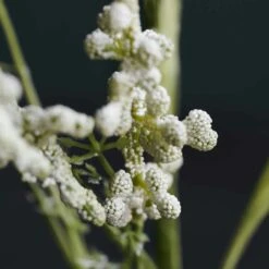 House Doctor Blume, Gypsophila -Heimdekoration Rabatt house doctor blume 3