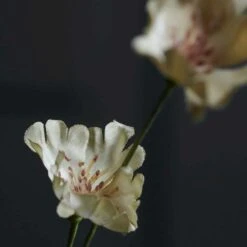 House Doctor Blume, Wild -Heimdekoration Rabatt house doctor blume 7