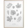 Lövträd Poster 30x40 Cm 2 Lövträd Poster 30x40 Cm -Heimdekoration Rabatt kunskapstavlan deciduous pencil 30x40 cm 1