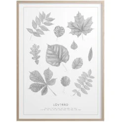 Lövträd Poster 30x40 Cm