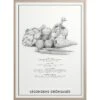 Seasonal Vegetables Poster 50x70 Cm -Heimdekoration Rabatt kunskapstavlan seasonal vegetables 2