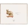 Rocky The Rabbit Poster, 30x40 Cm -Heimdekoration Rabatt mado rocky the rabbit poster 0