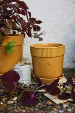 Sagaform Elise Topf 15 Cm, Gelb 5 Sagaform Elise Topf 15 Cm, Gelb -Heimdekoration Rabatt sagaform elise kruka liten vit 7